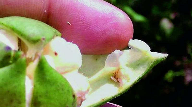 Pink bollworm seen on cotton crop in Palnadu area in Guntur district.