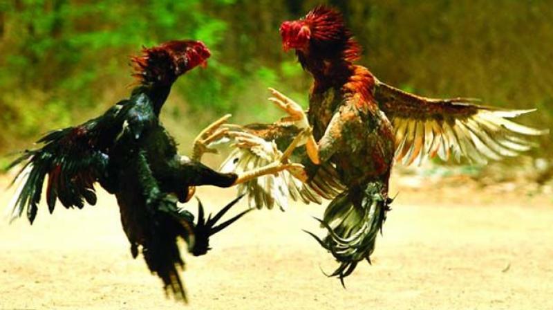 There was no uniformity followed in the State in granting permission for the conduct of ram and cock fights.