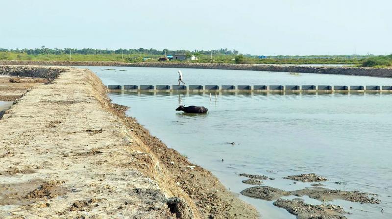 Fresh water about half a foot below the sill level of bed dam in Cuddalore shows the arrest of sea water from coast (Photo: DC)