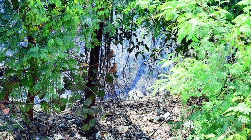 A view of the 14-acre parcel of private land which has been untended for years, and has turned a breeding ground for snakes and mosquitoes.