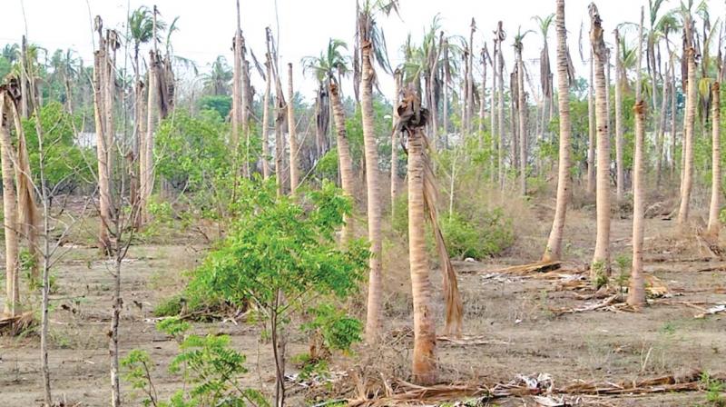 Coconut trees that have withered in a farm near Salem. (Photo: DC)