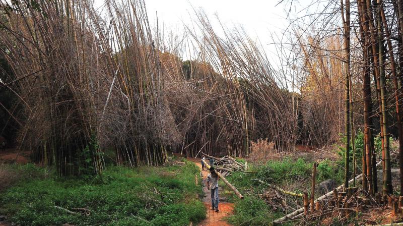 A cluster of bamboo trees at Cubbon Park in Bengaluru on Wednesday   (Photo: Satish B.)