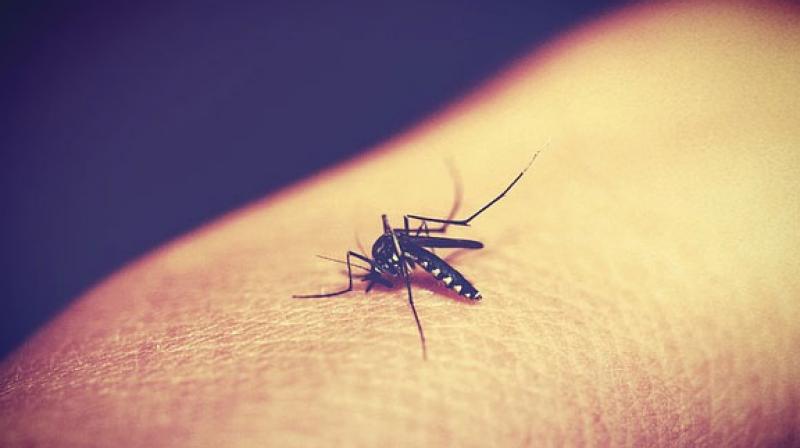 According to World Health Organization in 2015, malaria prevailed in 91 countries. (Photo: Pixabay)