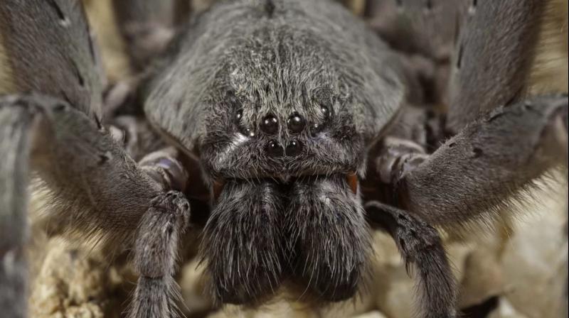 Almost all spiders are venomous, but very few are dangerous to humans.