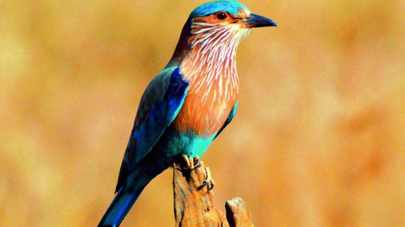 Palapitta is now the state bird of Telangana, Odisha and Karnataka.
