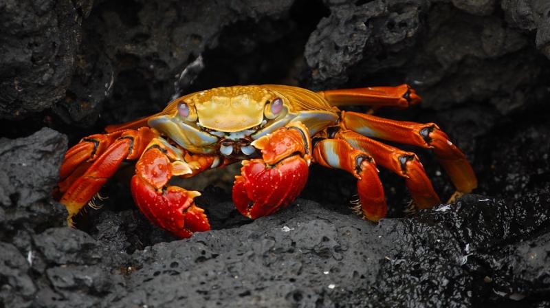 Researchers from the National University of Singapore discovered that the two crabs represent not only a new species, but also a new genus. (Representational Image: Pixabay)