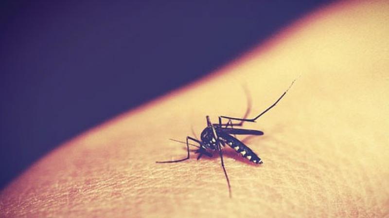 Malaria was likely a significant historical pathogen that caused widespread death in ancient Rome. (Photo: Pixabay)