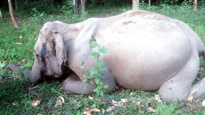 The female elephant killed at Wayanad Sanctuary on May 29