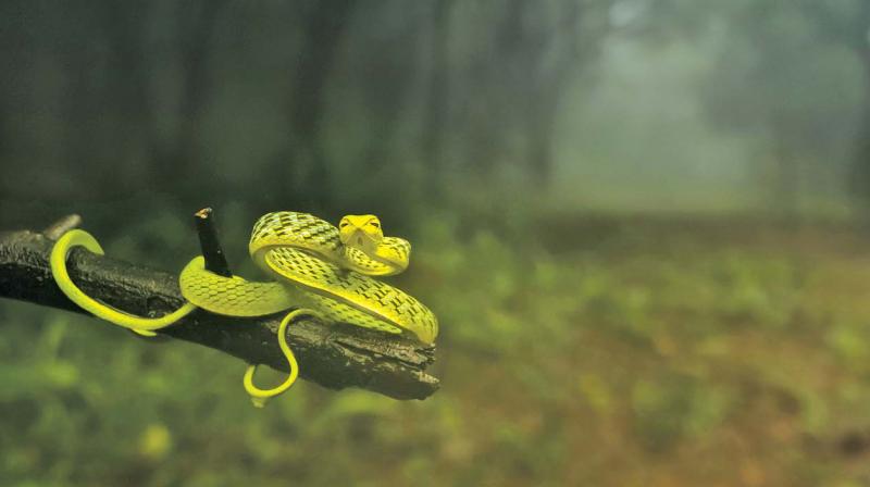 The award-winning photograph of a vine snake by Varun.