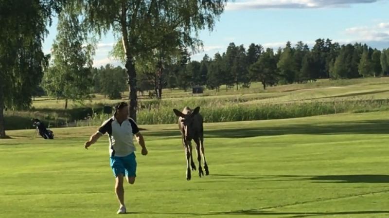 Mans encounnter with a moos turns into a hot pursuit. (Photo: Youtube)