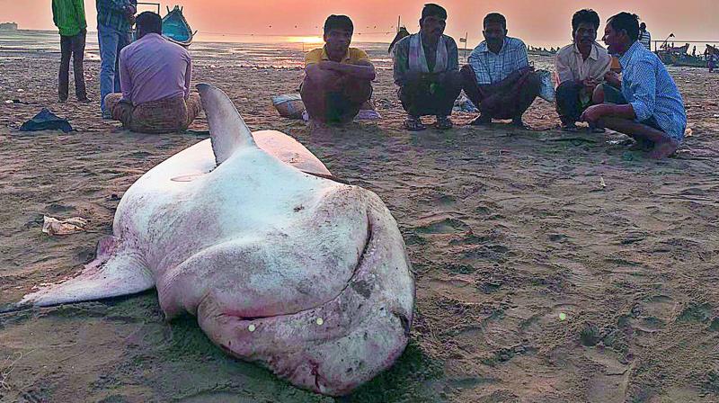 A bull shark netted by the fishermen brought to the shore at Maha Kumbabhishekam Fish Market in Kakinada.        (Photo:DC