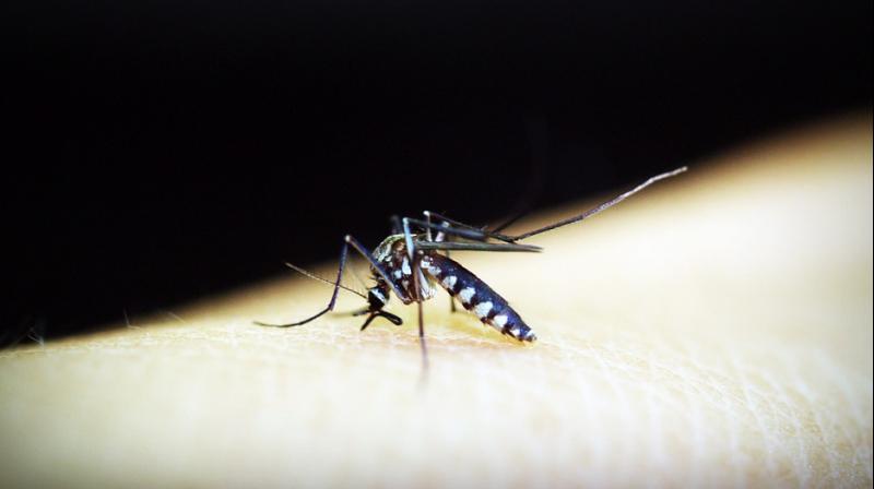 The substance pumped out by malaria parasites triggers a smell that is noticeable only to mosquitoes. (Photo: Pixabay)