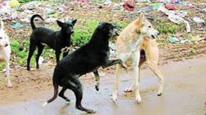 Ernakulam district every month which points to the fact that effective measures are lacking to curb the stray dog menace.