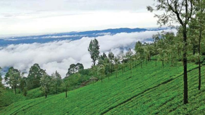 Nilgiri hills. (File pic)