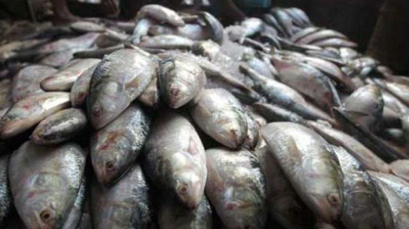 Kerala fish being given away for fertilizer business
