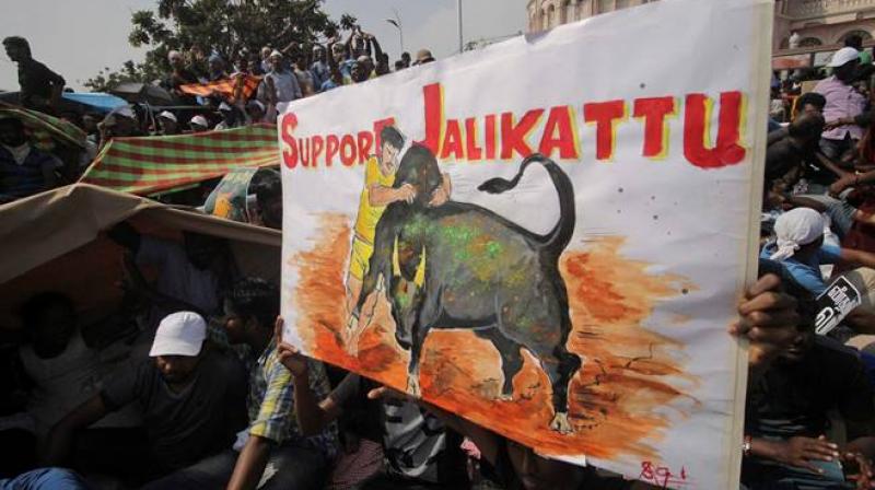 Tamil-Americans including a large number of children and women raised slogans in support of Jallikattu. (Photo: AP)