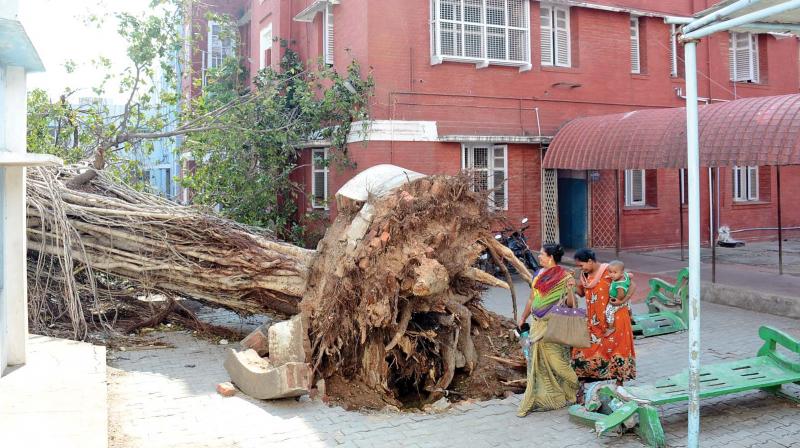 A huge tree uprooted by Vardah inside Govt. Kasturba Gandhi Hospital for Women and Children (GOSHA) premises is yet to be cleared. (Photo: DC)