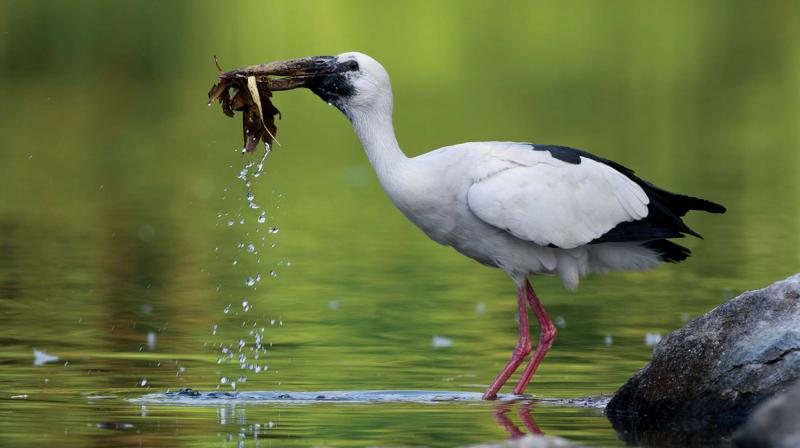 Open billed Stork rinsing and nesting.