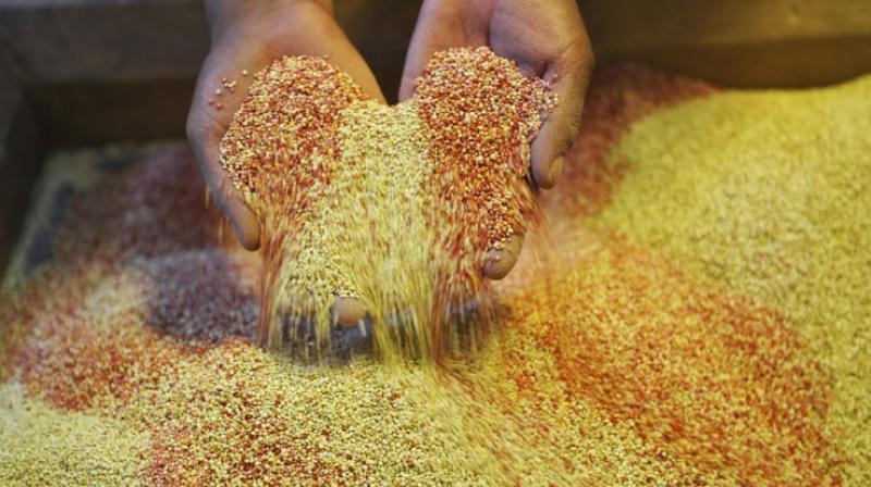 Global consumption of quinoa remains incidental compared to wheat, rice, barley or corn, but scientists say the low maintenance, healthy crop could help feed the world. (Photo: AFP)