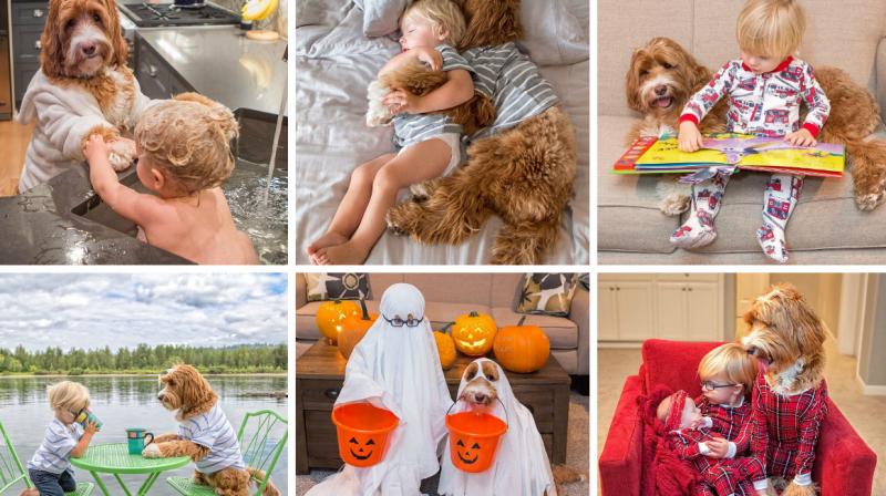 Labradoodles bond with 3-year-old boy gives true friendship goals
