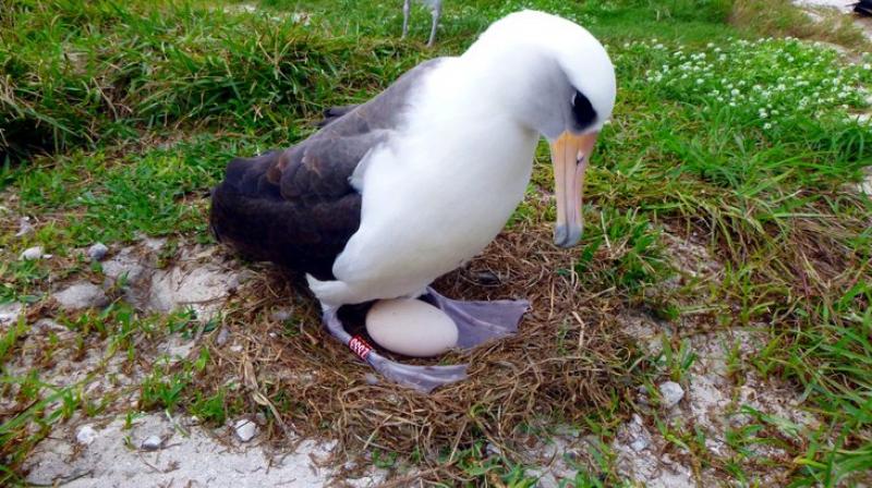 The worlds oldest known seabird, tending to an egg she laid, with her mate, at Midway Atoll, a wildlife refuge about 1,200 miles northwest of Honolulu. (Photo: AP)