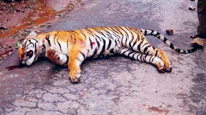 A file photo of a young tiger which was run over by a speeding vehicle inside Bandipur Tiger Reserve.