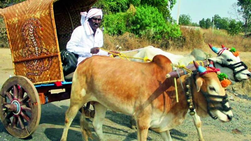 One of the Chakadas that will participate in the bullock cart race to be held at Nagoba jatara in Keslapur village in Indravelli mandal in Adilabad district.  	(Photo: DECCAN CHRONICLE)