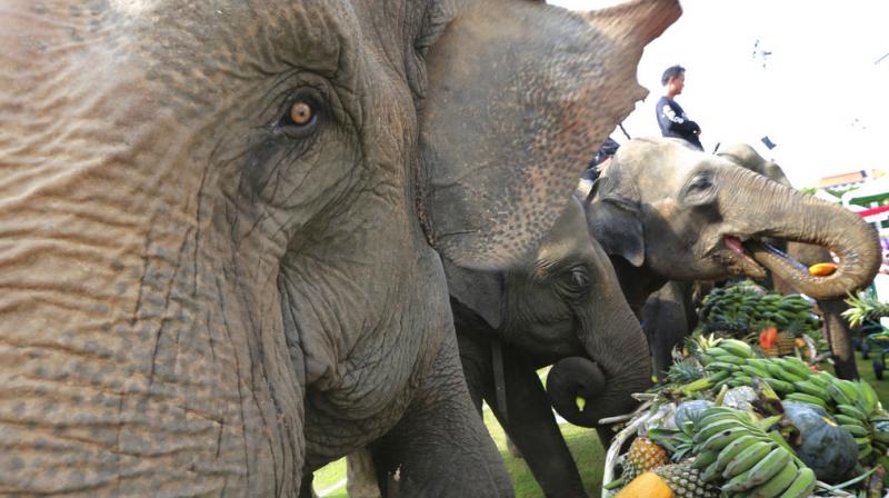 In photos: Elephant polo in Thailand sees heavyweights take to field