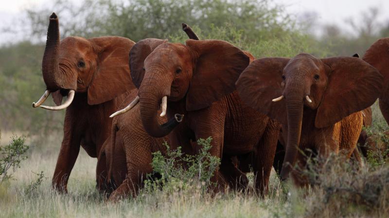 Cancer, which occurs when cells multiply uncontrollably, affects around one in 20 elephants, compared to up to one in two humans. (Photo: AP)