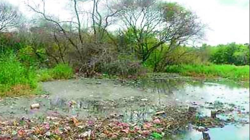 Trimulgherry lake had become a breeding place for mosquitoes and pigs.