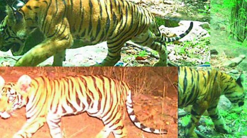 The three tiger cubs of tigress, Phalguna, caught on camera.