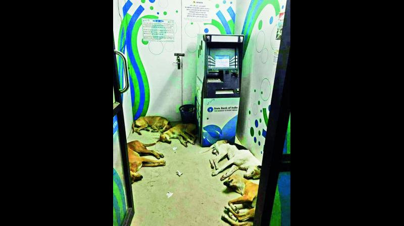 Stray dogs rest inside an ATM counter near Dasannapeta in Vizianagaram district on Thursday.
