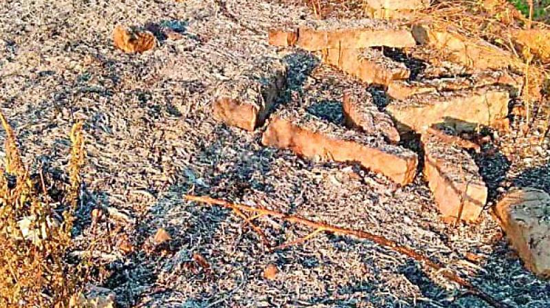 A row of Harita Haram saplings found burnt at Neknampur lake on Sunday night.