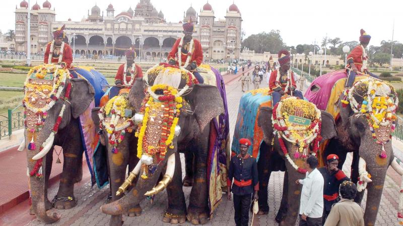 Monitoring the health of the Dasara elephants for years now, Mr Nagaraj explains that he sees that they are fed in morning and then taken for a walk on the route of the Jumbo Savari before being given a  bath and oiled on their head and feet.