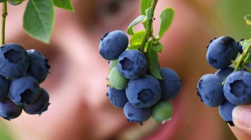 The researchers noted that further studies are needed to confirm whether blueberry vinegar would be beneficial to humans (Photo: AFP)