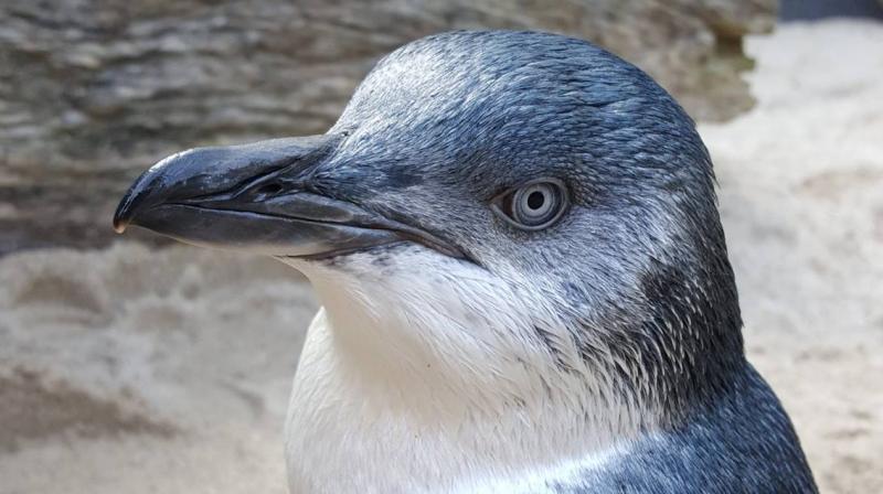 Timmy is a naught penguin at the National Aquarium of New Zealand. (Photo: Facebook / National Aquarium of New Zealand)