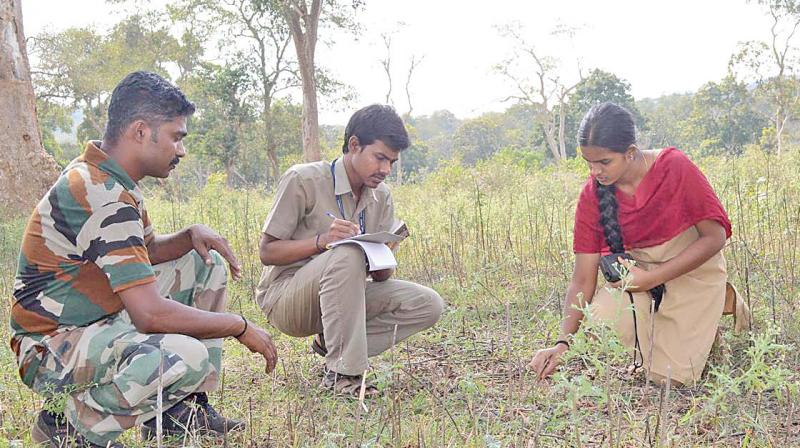 Post-monsoon animal population  estimation and habitat  evaluation get underway at MTR. (Photo: DC)