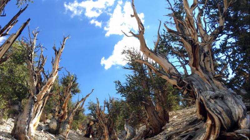 This July 11, 2017, photo shows gnarled, bristlecone pine trees in the White Mountains in east of Bishop, California. (Photo: AP)