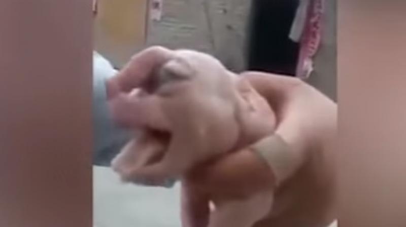 The piglet was born with a Cyclops like one eye in the middle and a penis-like forehead and died shortly after birth. (Photo: Youtube screengrab)