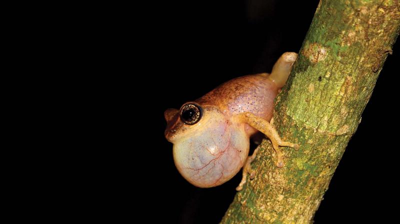Green-eyed bush frog