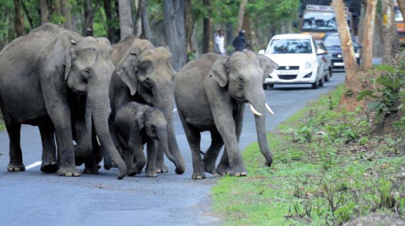 An elephant corridor is a passage in which the elephants move in between two habitats for various requirements including the search for food and water.