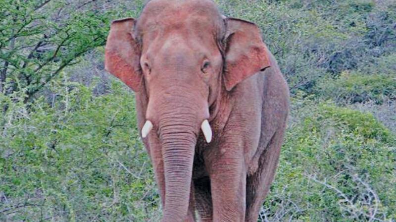 Wild elephant Vinayagan who is awaiting translocation.	(Photo: DC)