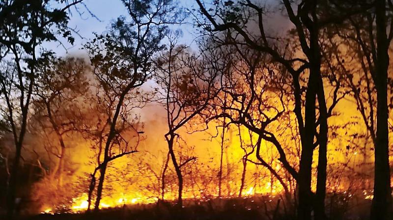 Fire continued to rage in the Bandipur Tiger Reserve for the fourth consecutive day on Monday. (Image DC)