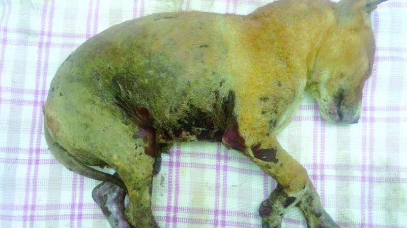 The puppy that died on Wednesday from burn injuries.