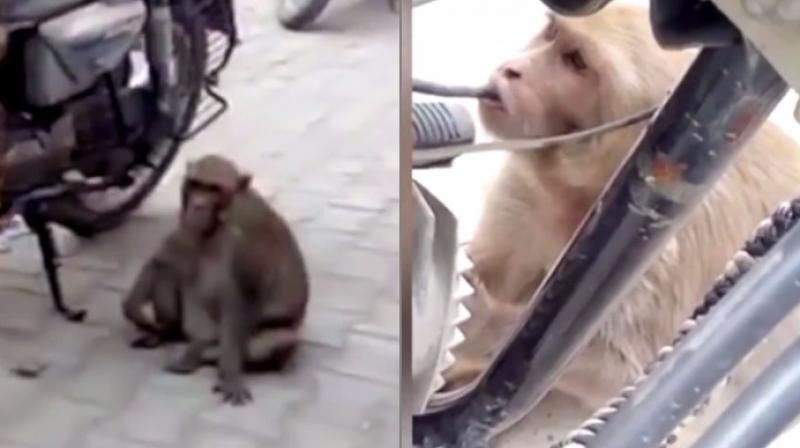 Such high consumption of petrol made the monkey constantly high (Photo: YouTube)