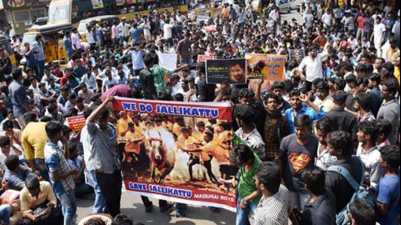 Hundreds of youths who have gathered from southern districts, participating in a protest demanding the Central government to lift the ban on Jallikattu. (Photo: PTI)