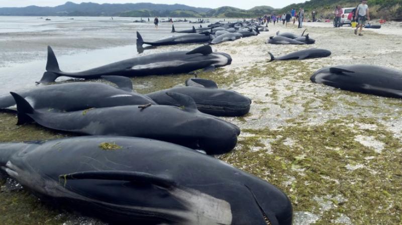 Pilot whales, which beached themselves, at Farewell Spit in the Golden Bay region at the northern tip of New Zealands South Island on February 10, 2017. (Photo: AFP)