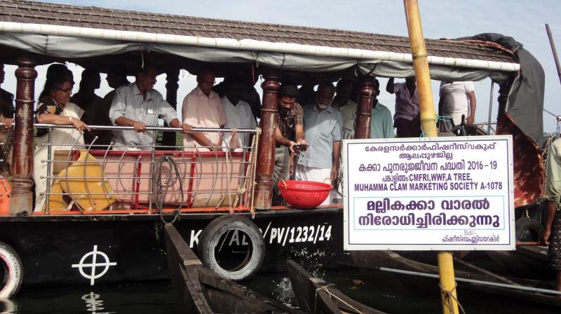 Clam seeds being deposited at sanctuary as part of the project at Muhamma (File pic)