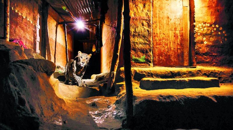 A picture of a leopard in a tribal hamlet