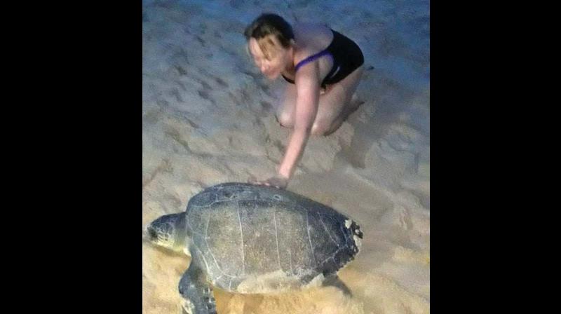 A tourist with the Olive Ridley turtle at Varkala beach on Friday.
